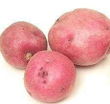 COLFIORITO RED POTATO