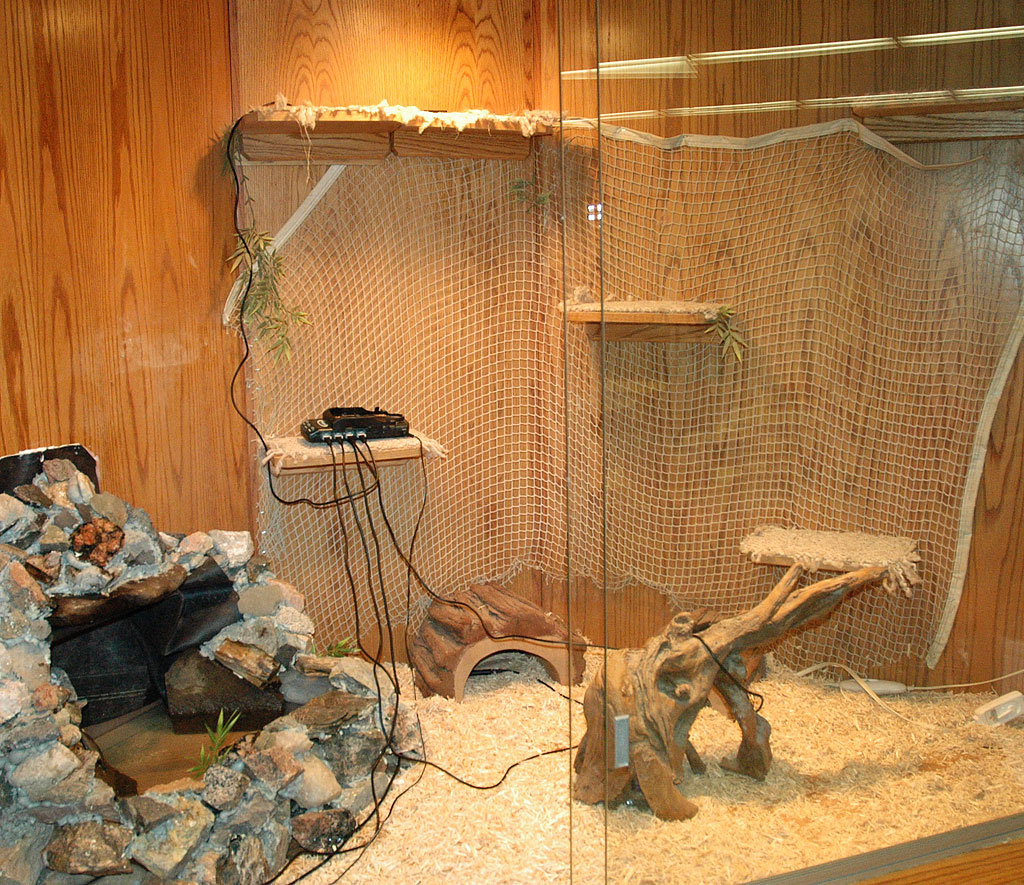 green-iguana-terrarium.jpg