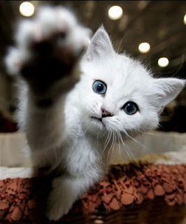 [cute+kitten+wave.jpg]