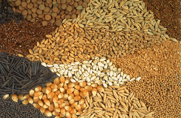 Seeds Seed Variety