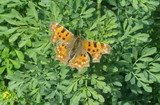 Comma Butterfly