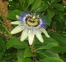 Passiflora Caerulea