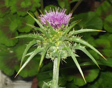 Milk Thistle