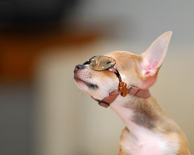 Laughing Chihuahua