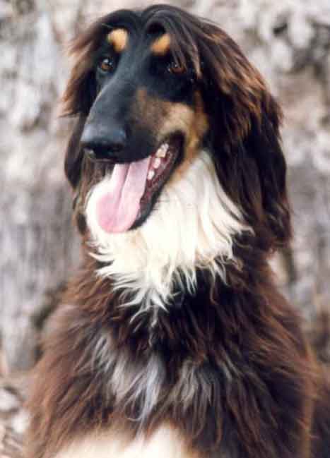 Dog Breeds Afghan