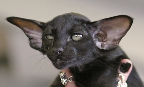 Catlist Oriental Shorthair Kittens