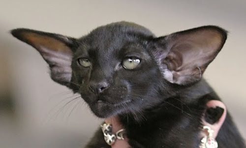 catlist: Oriental Shorthair Kittens