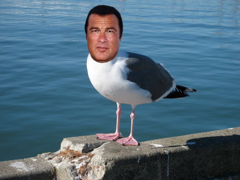 steven-seagull.jpg