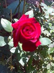 Uma rosa para Maria