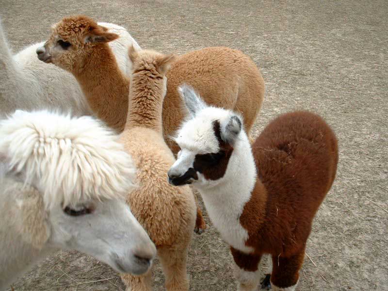 La Alpaca