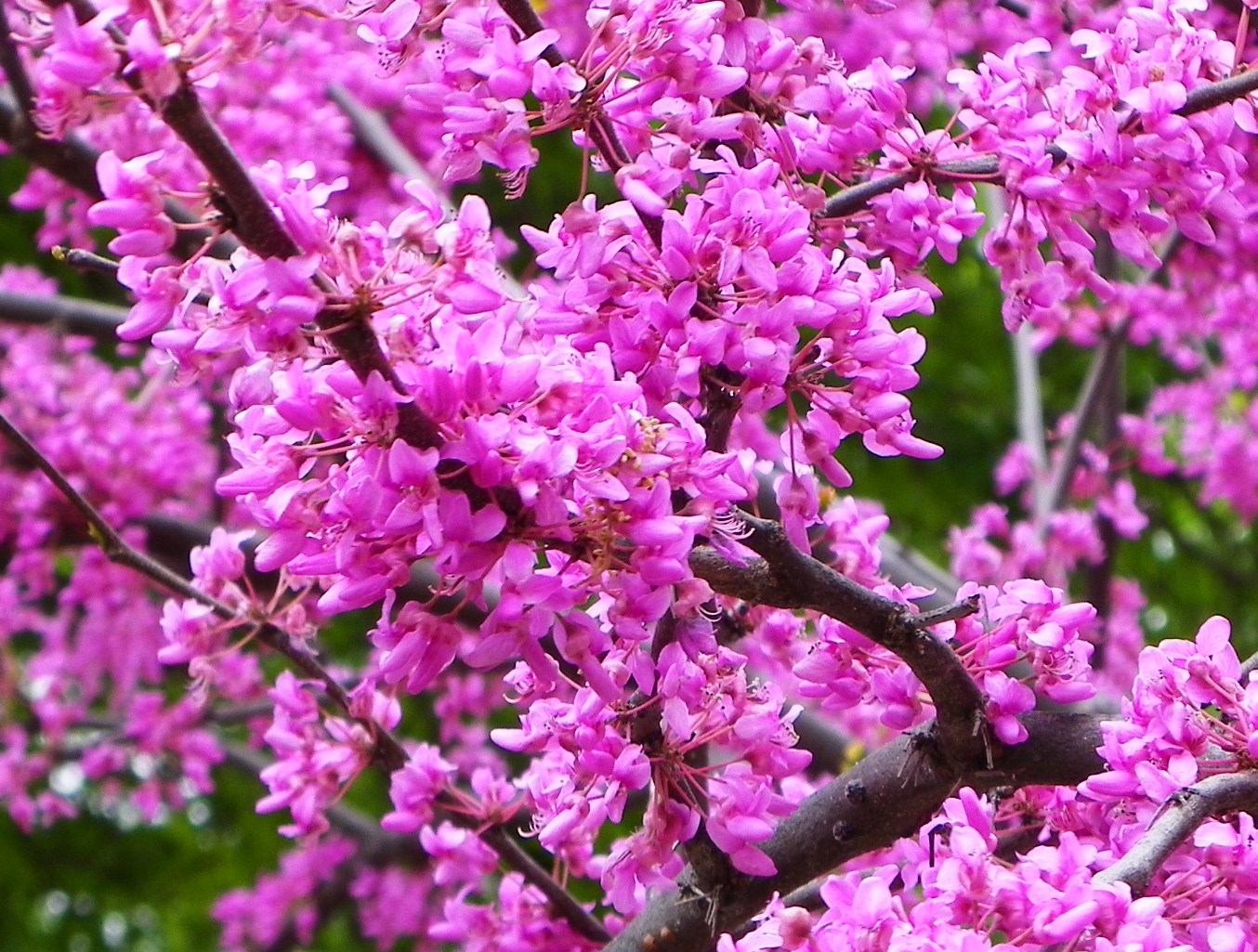 NewsChannel 10 Viewer Weather Pics Redbud Tree Lubbock, Texas 4/14