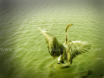 my shot wid canon 100 ix us