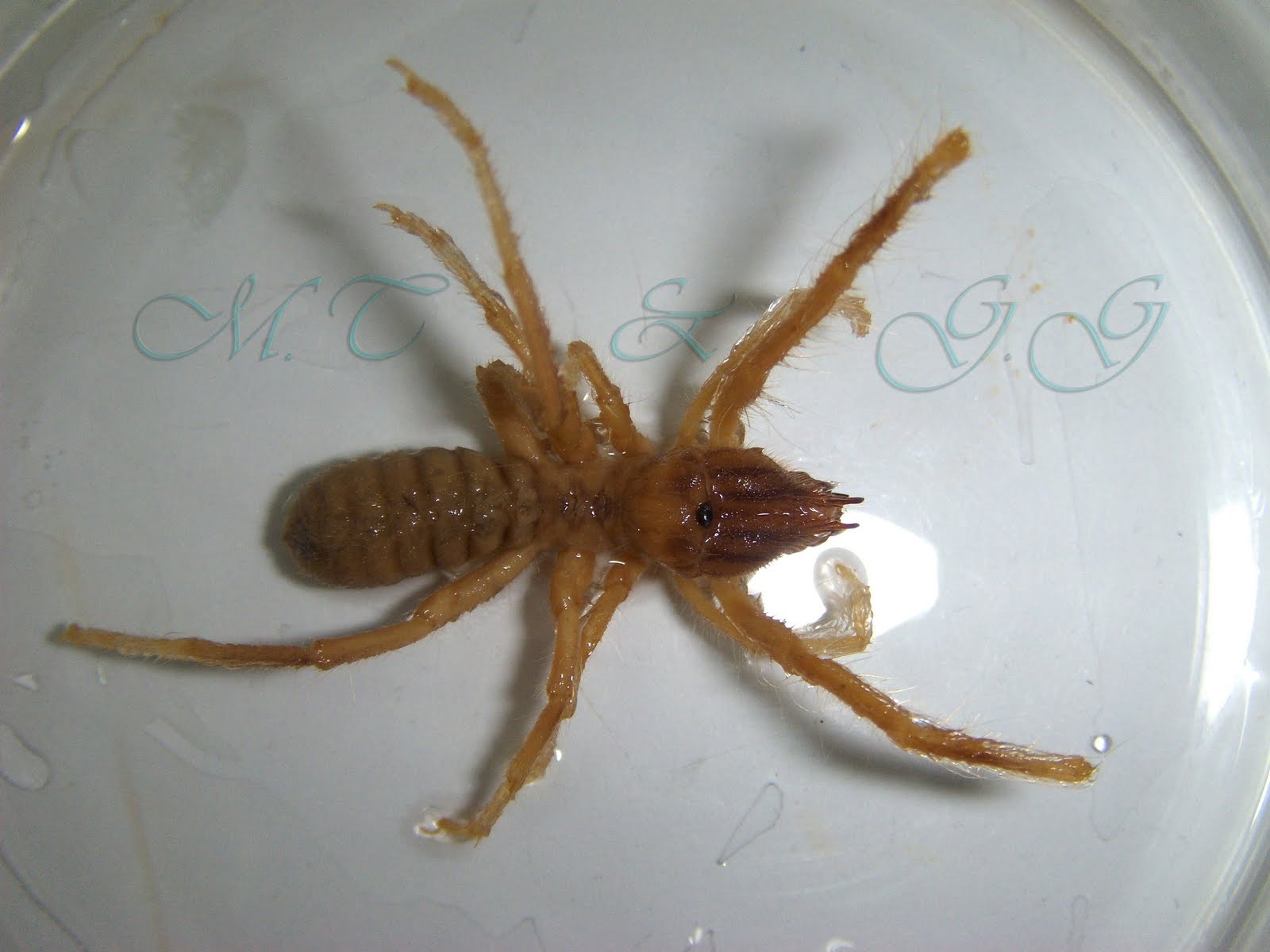 ANADOLU BİYOLOJİ Arthropoda Lab. Fotoğrafları / Galeodes