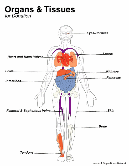 Urogenital organs Urogenital organs