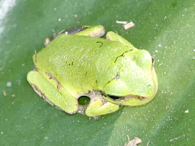 are the true tree frogs. tree frog pictures. are the true tree frogs.