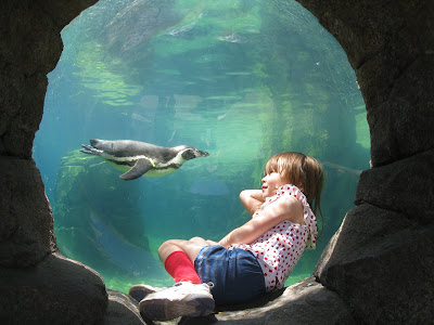 Woodland Park Zoo Blog: Penguin exhibit wins Seattle design award