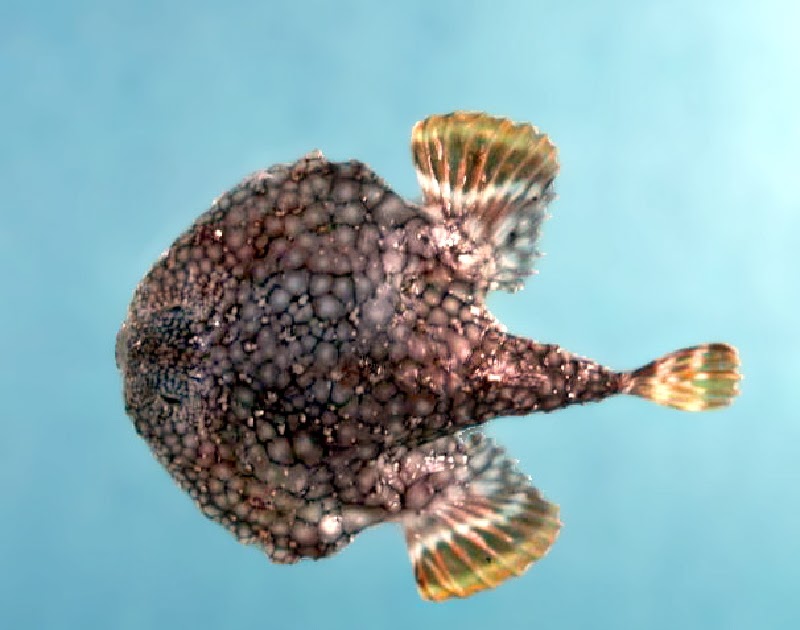 The Oceans; A Physical Geography Pancake batfish