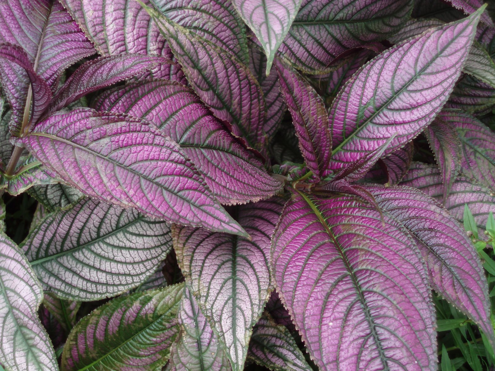 Two Kid Schoolhouse: Purple coleus