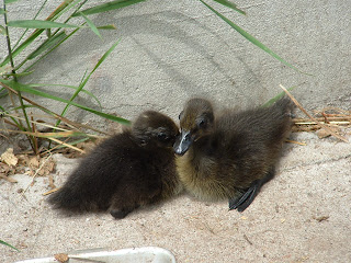 Silky Ducks