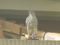 Hawk in the yard!