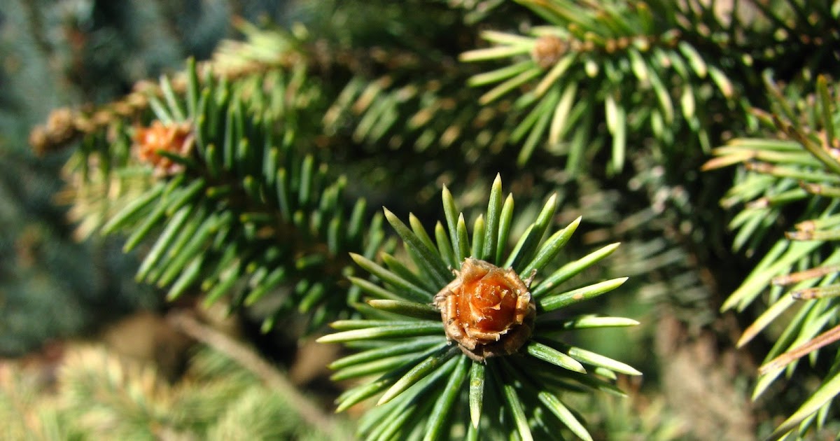 the Garden Years Flowers on Conifers