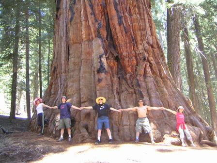[Sequoia-Big.jpg]