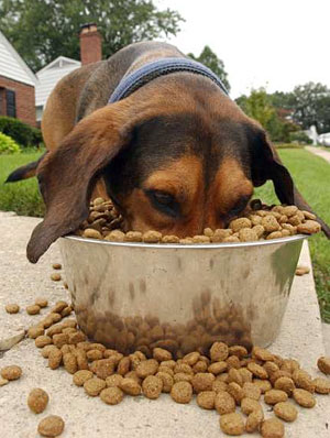 Best Dog Food To Put Weight On A Dog Best Dog Food To Put Weight On A Dog