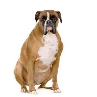 dog obesity canine fat dogs help site