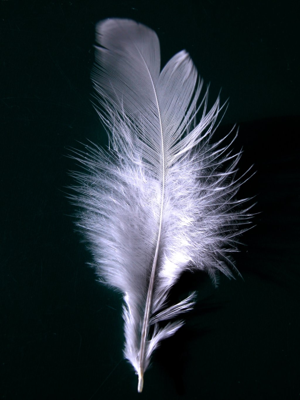 http://1.bp.blogspot.com/_x7T0or6T20s/TCKDBn5iy3I/AAAAAAAAEP4/bWHD1GzuuVs/s1600/A_single_white_feather_closeup.jpg