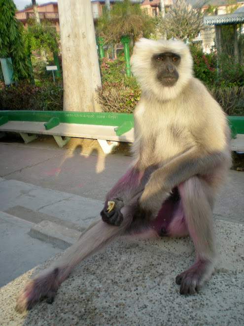 A Wise Brown Monkey, Pink after Holi