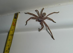 Amy And Trevor S Blog Huntsman Australian Wildlife