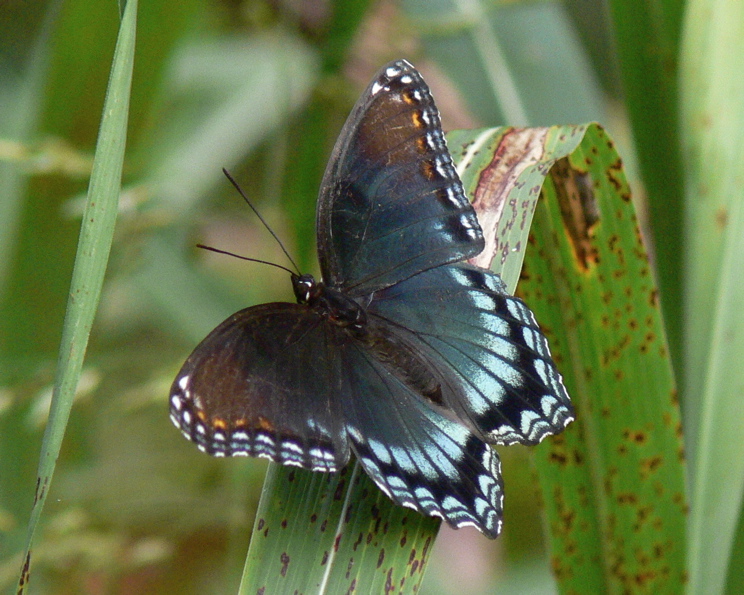 [Swallowtail+Butterfly.jpg]