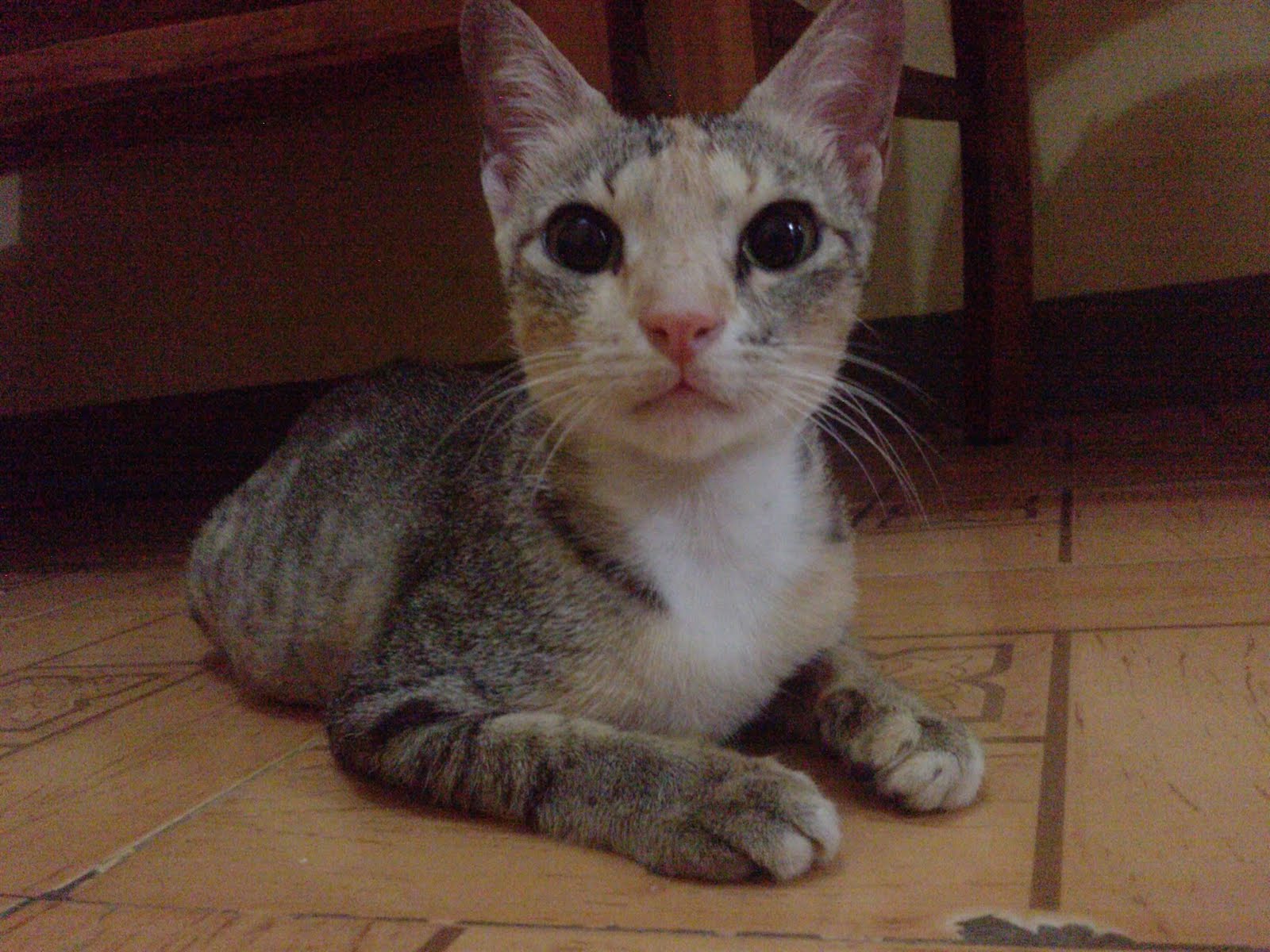 Dhany S Day Ululku Sayang