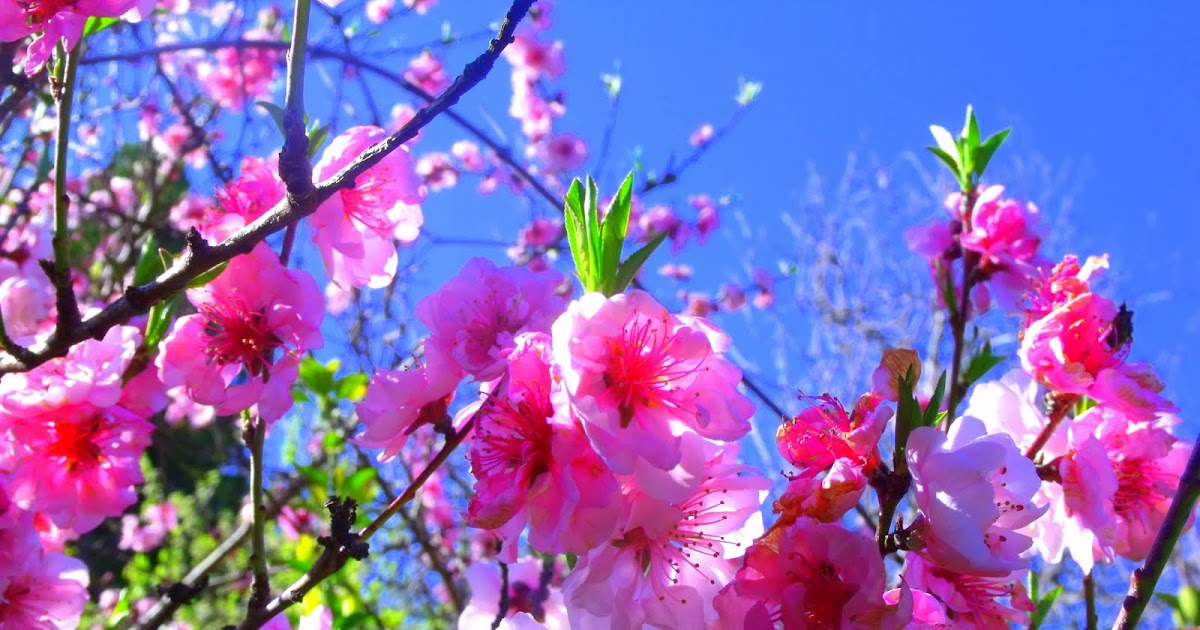 Life's Perception & Inspiration FruitTree Blossoms