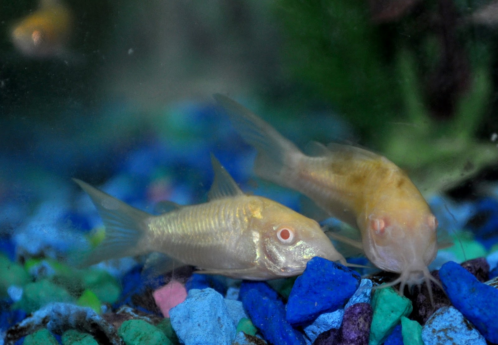 Albino Cory Cats