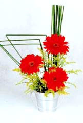 [gerberas.junco.jpg]