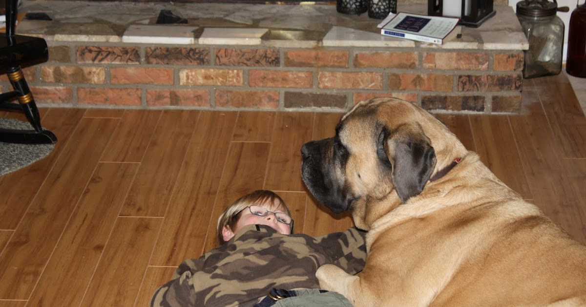 Three Fold Cord The Many Beds of the English Mastiff