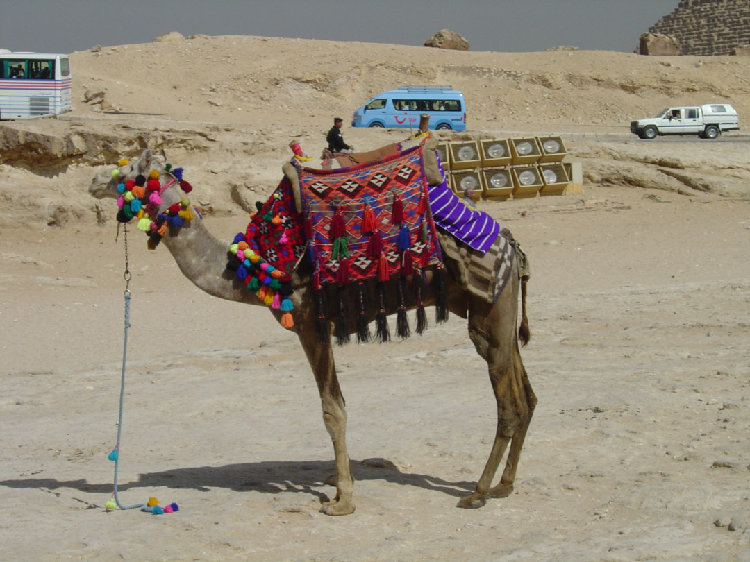 [Egypt+dressed+camel.jpg]