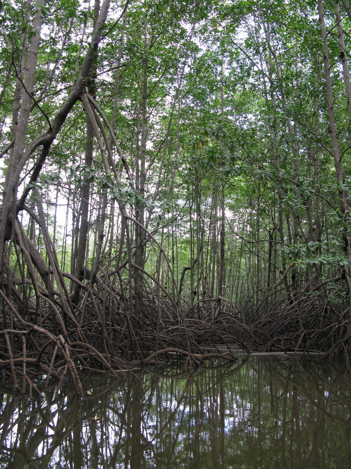 [mangroves+Osa.jpg]