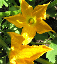 In the kitchen garden...