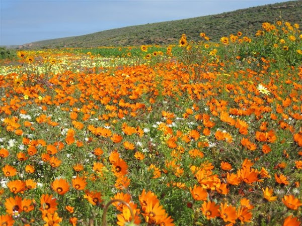 Blomme Uit Namakwaland
