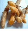 herbal remedies | turmeric (Cucrcuma zedoaria)