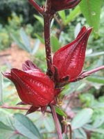 Rosella (Hibiscus rosa sabdariffa)