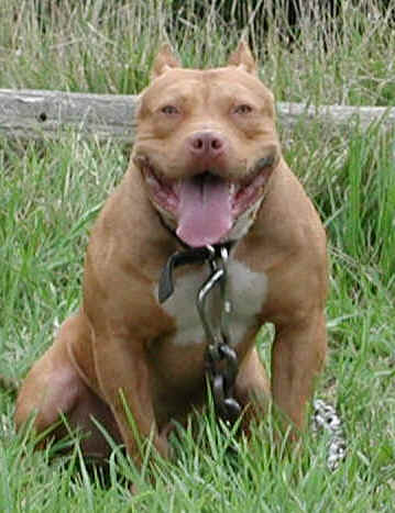 sami how to have a moscular pitbull