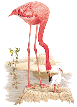 Mama Flamingo