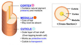 The hair structure http://1.bp.blogspot.com/_xCfdo_360cw/TS82_bLt6nI/AAAAAAAAApQ/Yf-3PmN-fPo/s400/allabouthair_img_structure.jpg