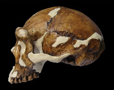 [erectus+skull]