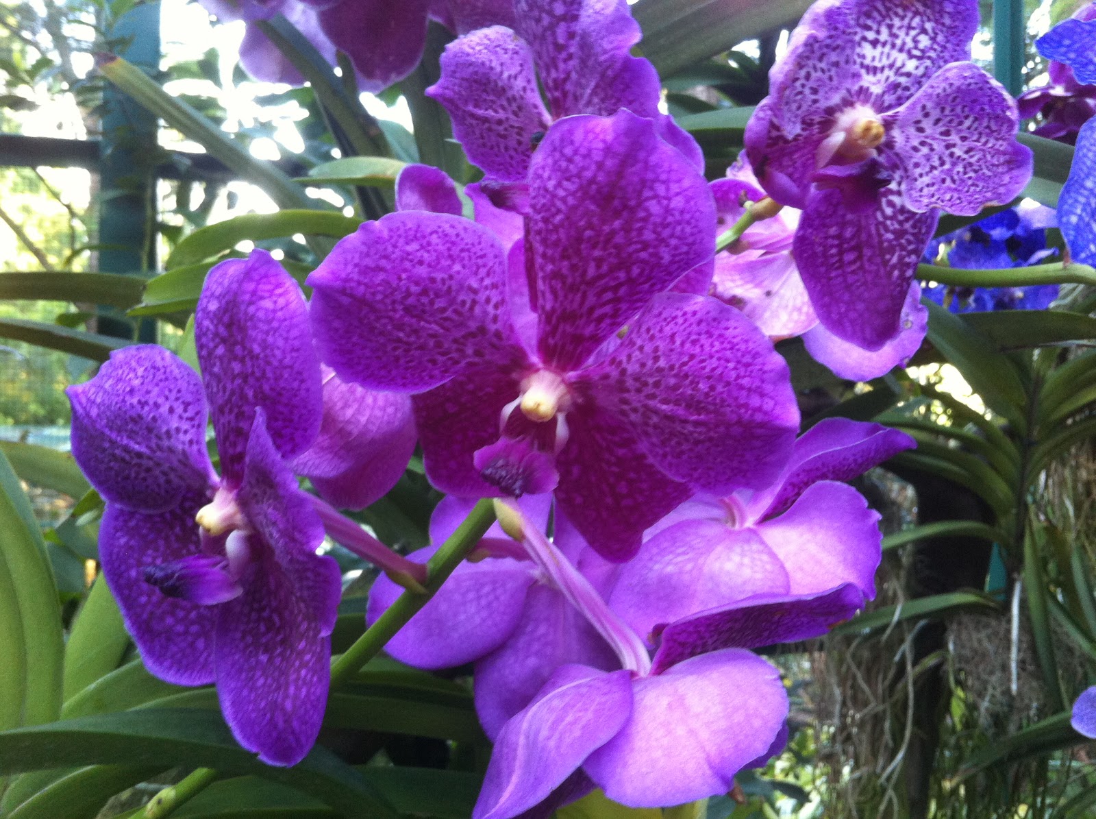 National Orchid Garden Singapore The Long and Winding Road