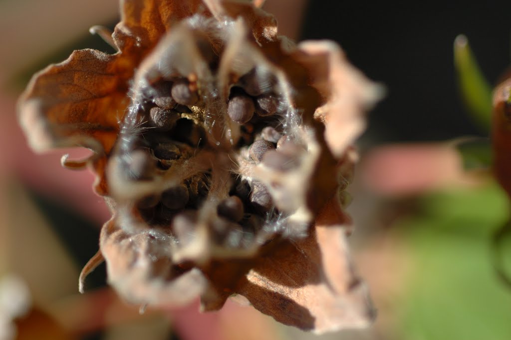 [endicottplants90.JPG]