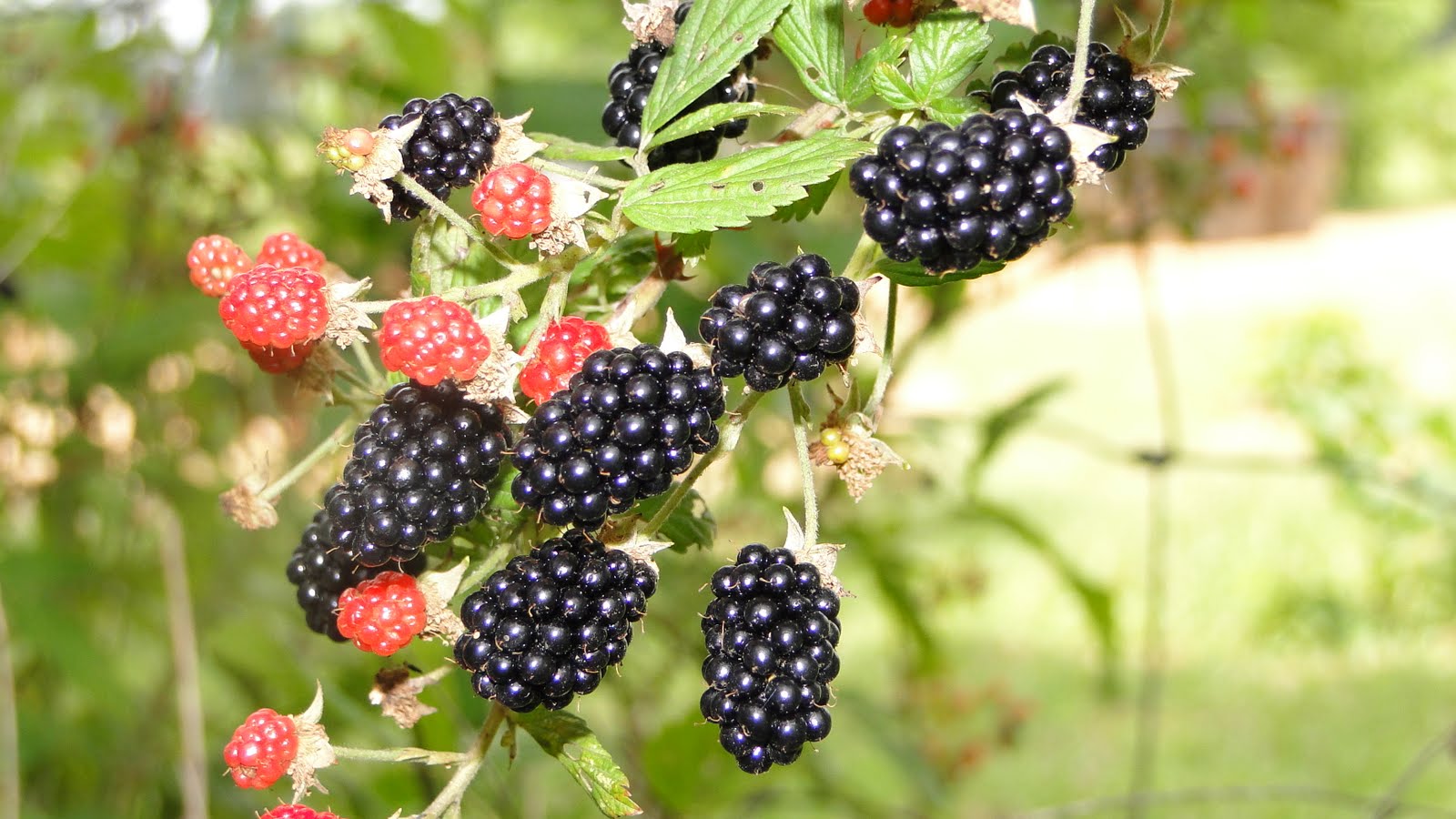 we saw that... louisiana blackberries are ripe....2015©
